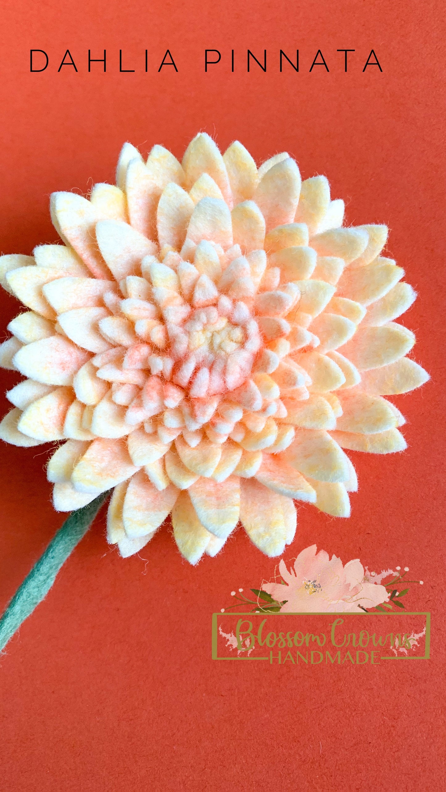 Dahlia Pinnata Clip