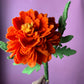 Aztec Marigold | Cempasuchil Master Class & Materials|| Level intermediate