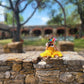 Morelia  Headpiece