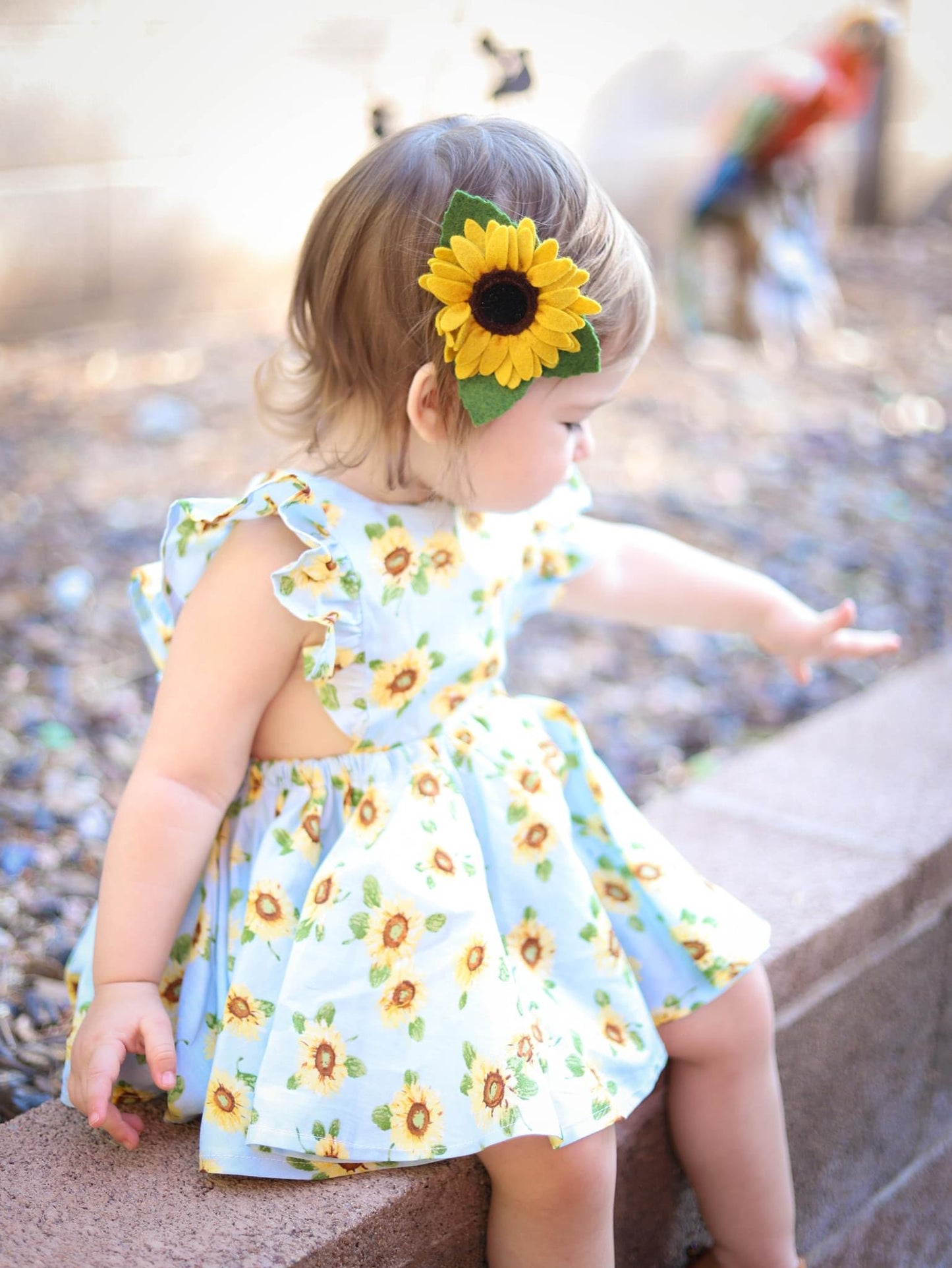 Clytie Petite Sunflower